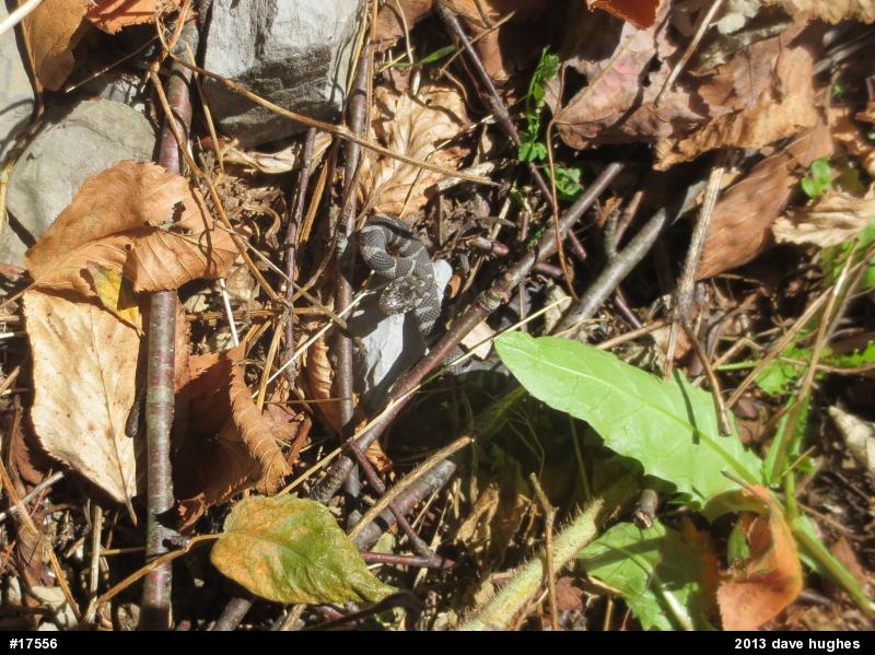 Northern Watersnake