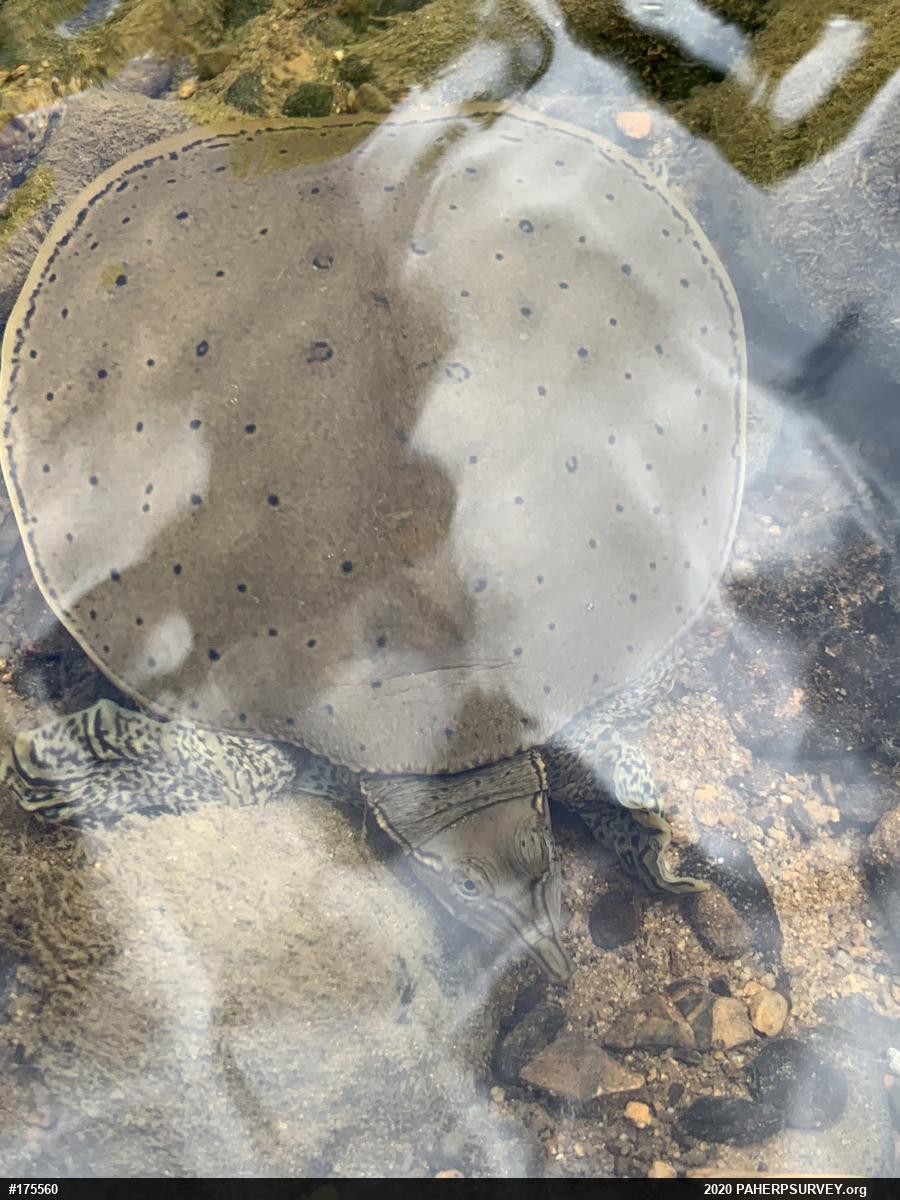 Eastern Spiny Softshell