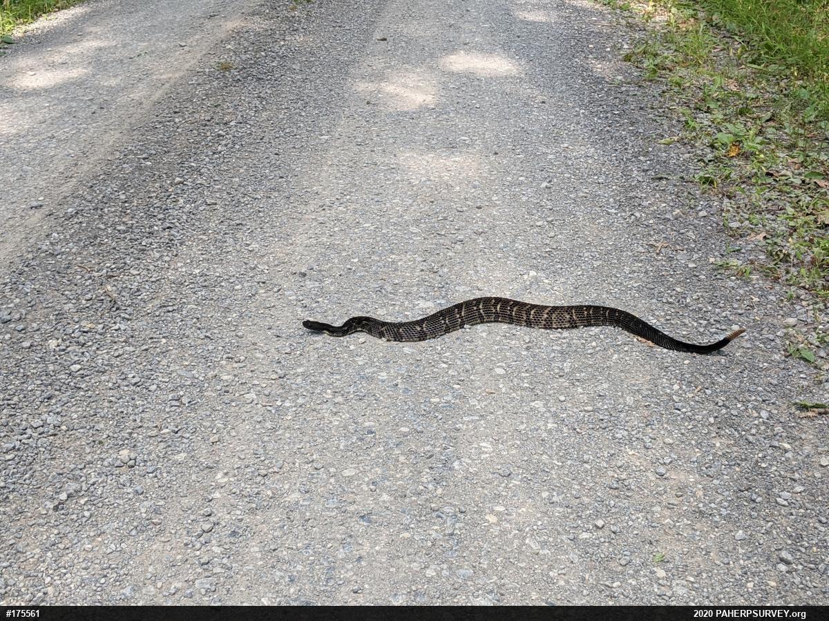 Timber Rattlesnake
