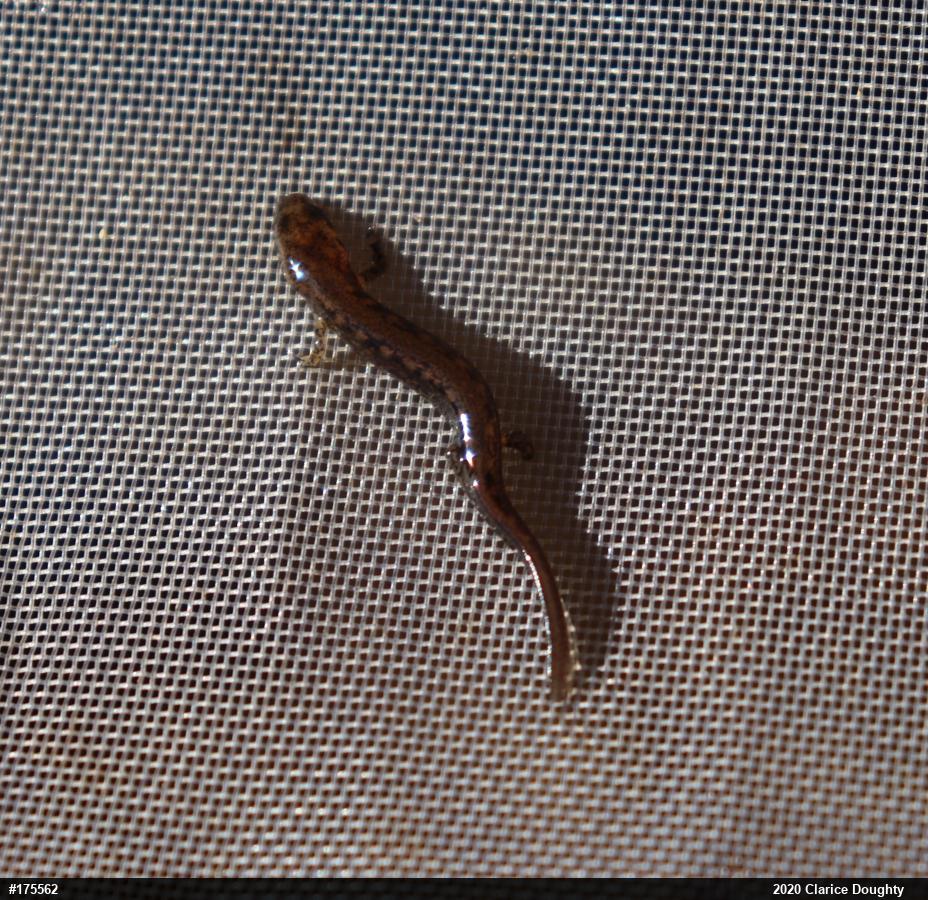 Northern Two-lined Salamander