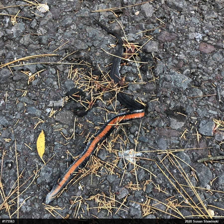 Red-bellied Snake