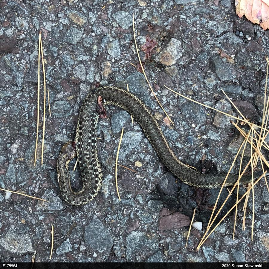 Eastern Gartersnake
