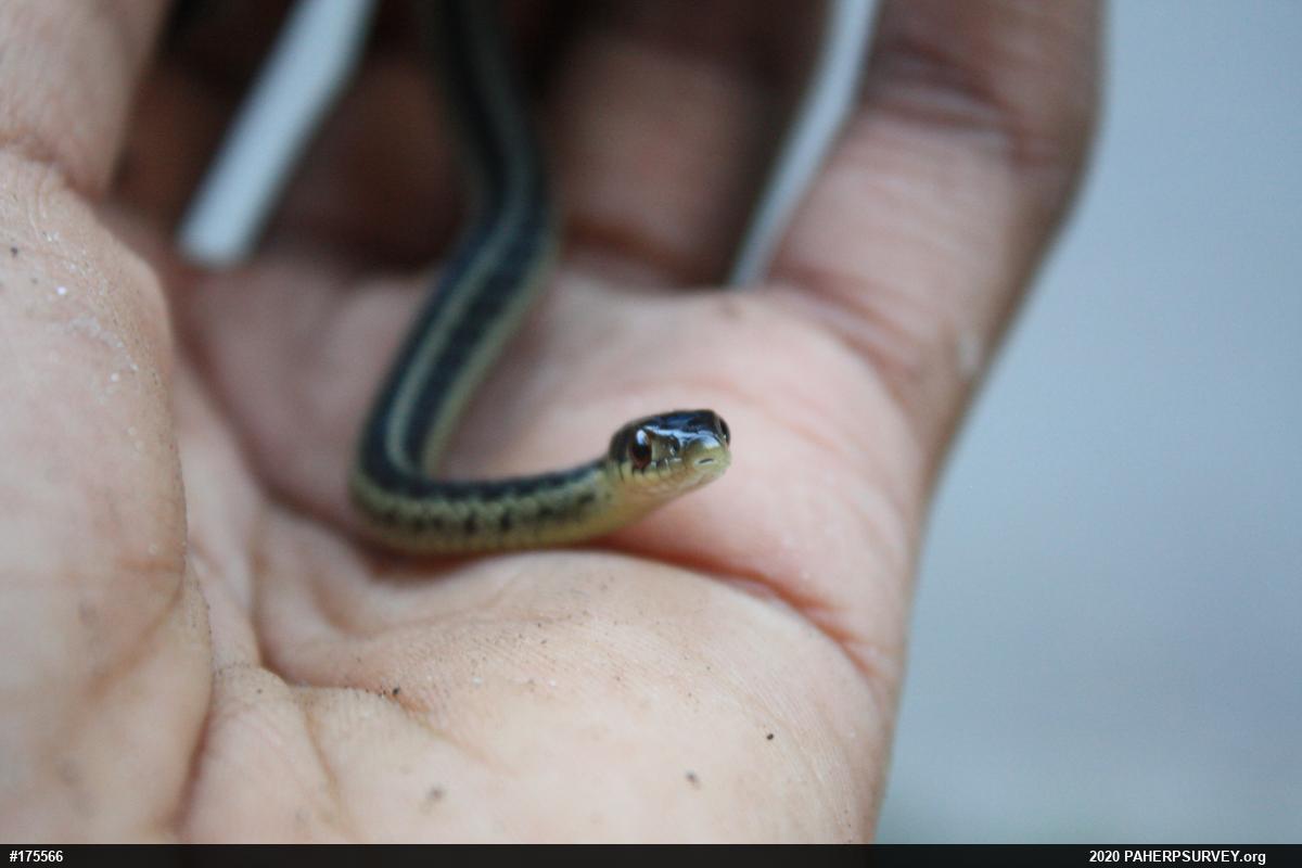 Eastern Gartersnake