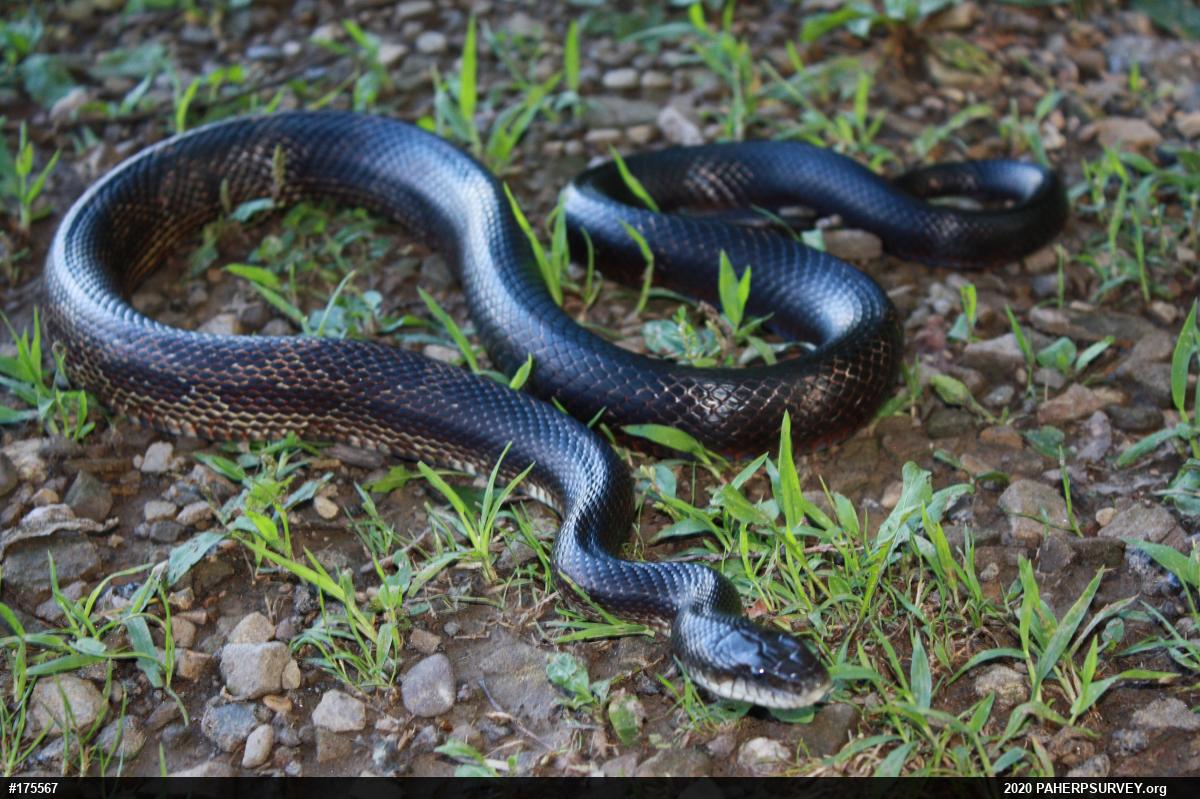 Eastern Ratsnake