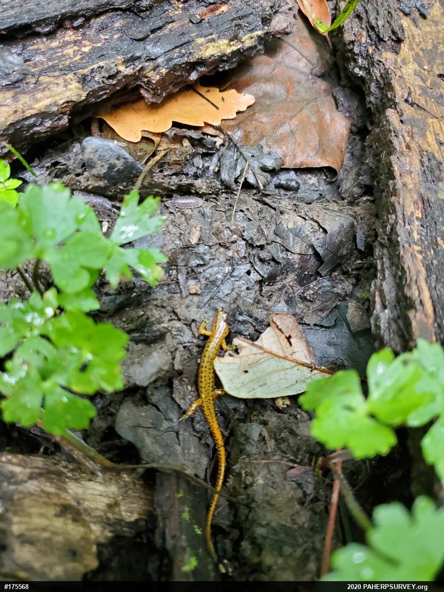 Eastern Long-tailed Salamander