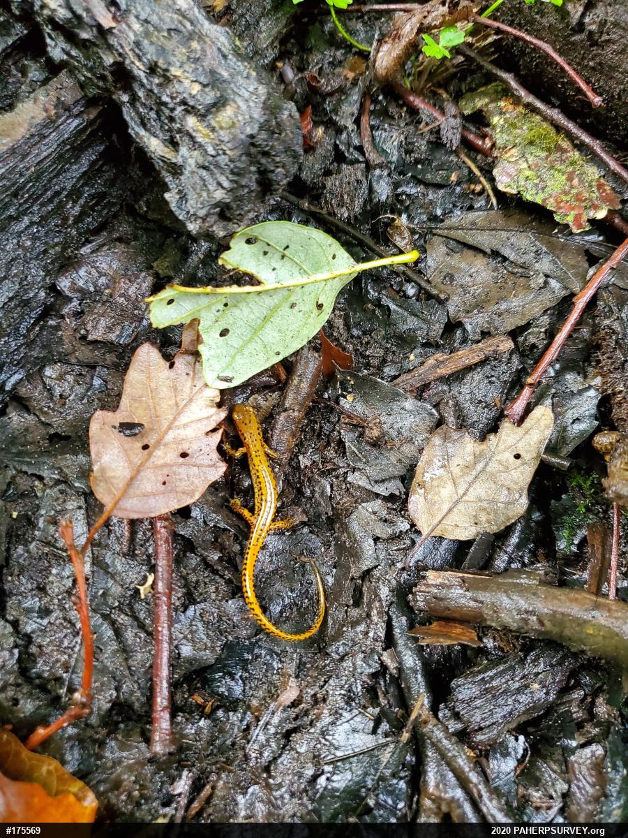 Eastern Long-tailed Salamander