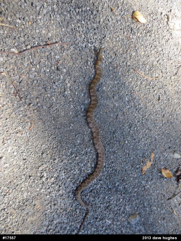 Northern Watersnake
