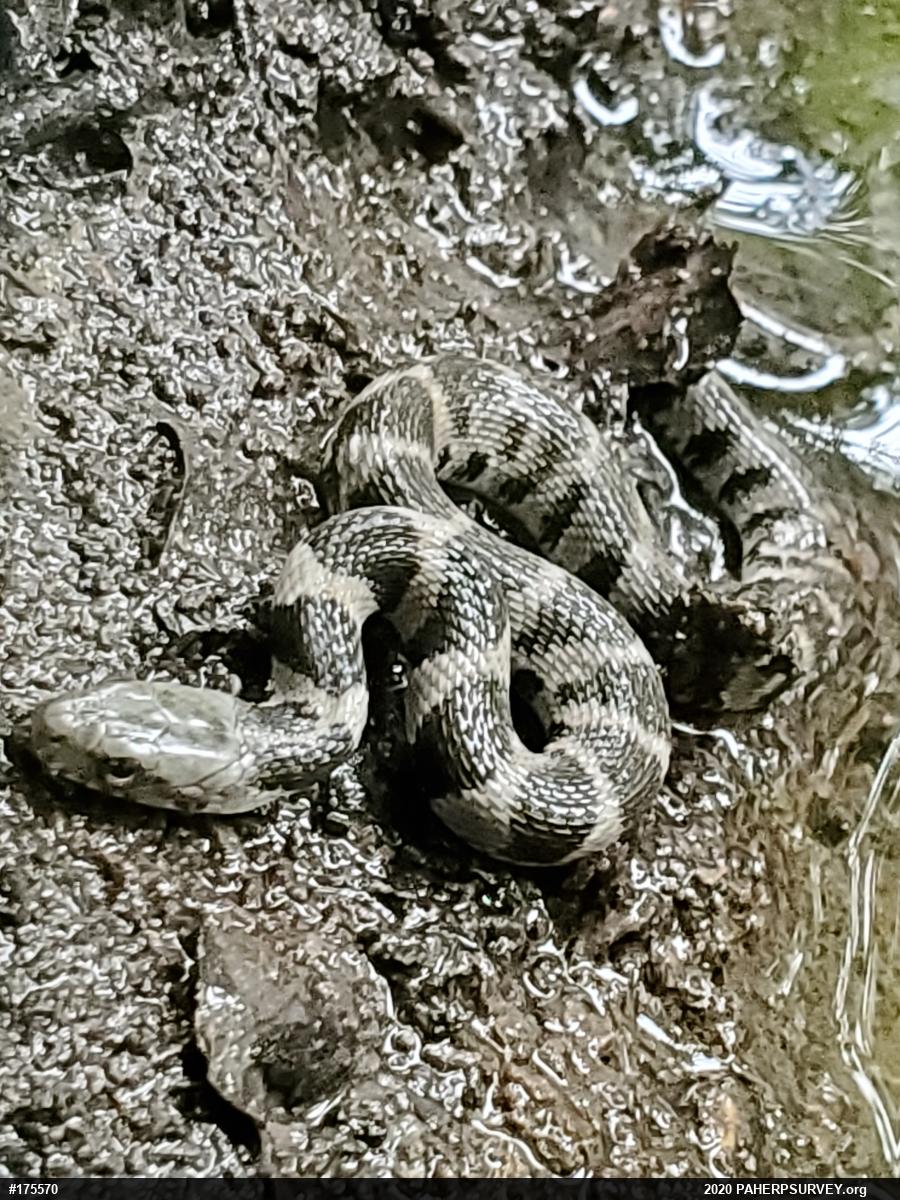 Northern Watersnake