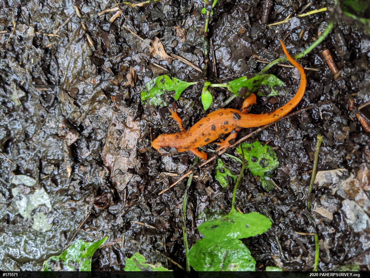 Red-spotted Newt