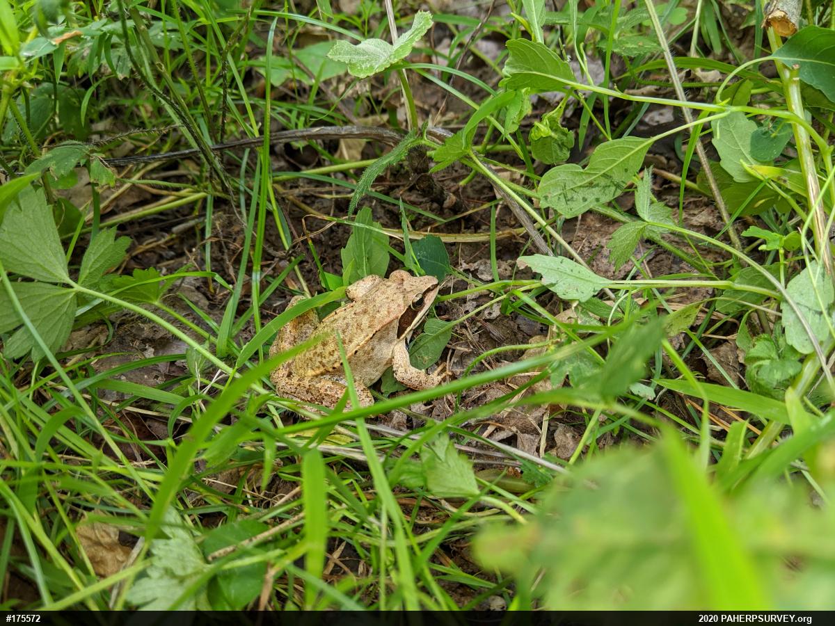 Wood Frog