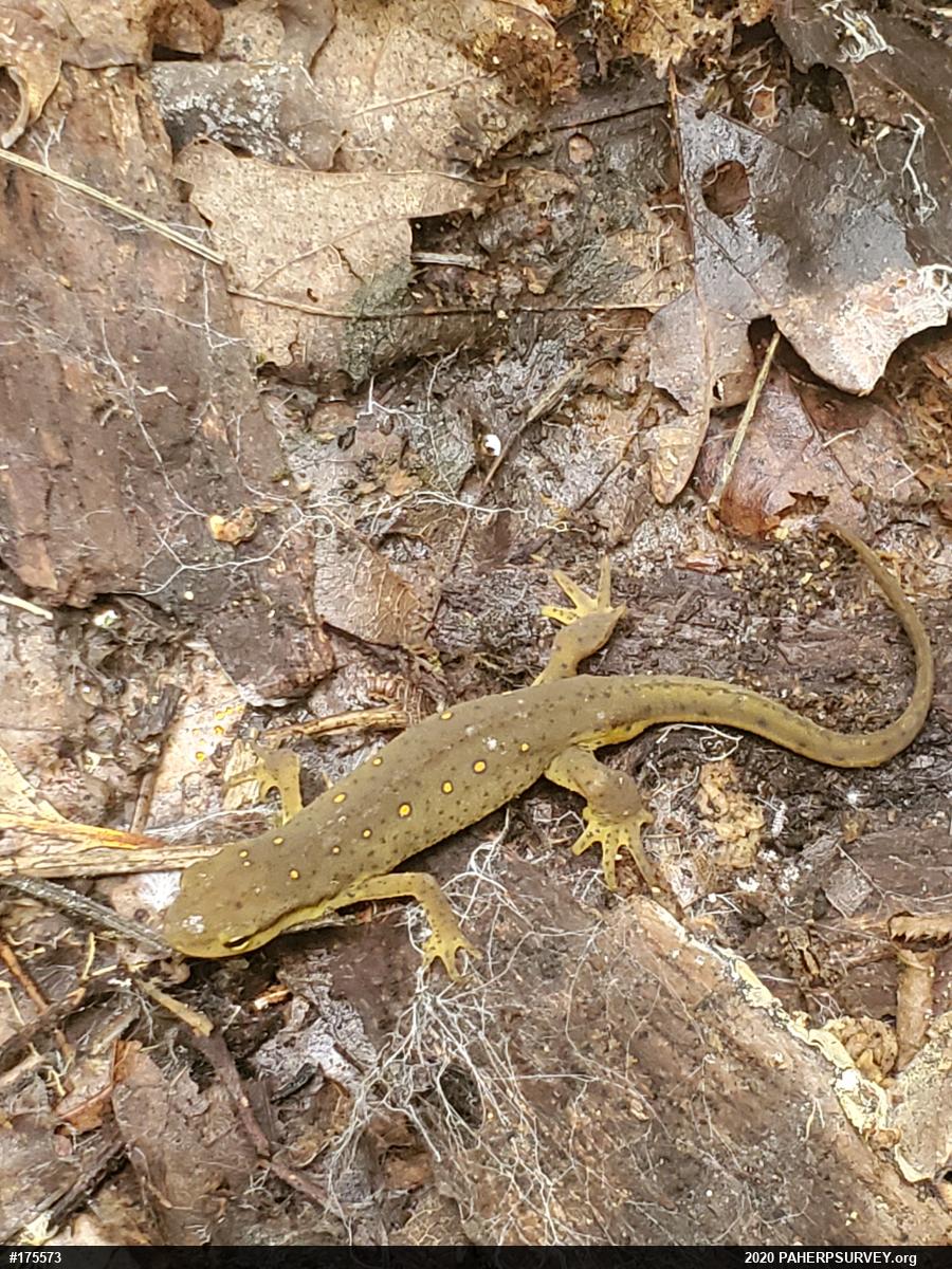Red-spotted Newt