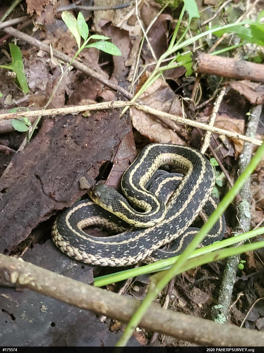 Eastern Gartersnake