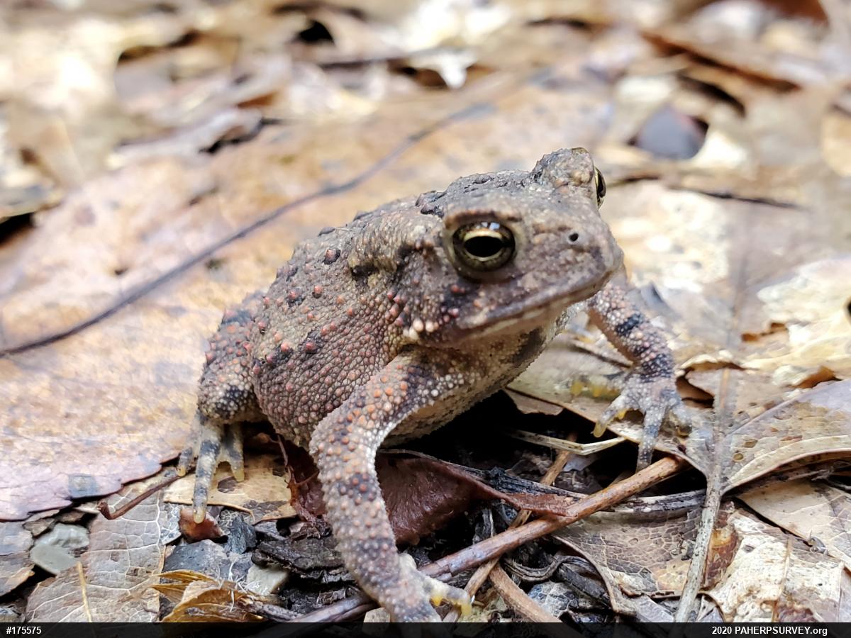 Eastern American Toad