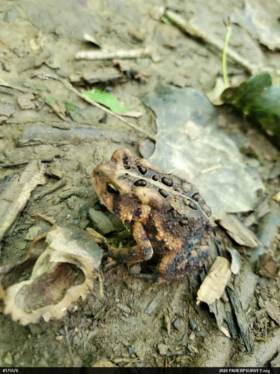 Eastern American Toad