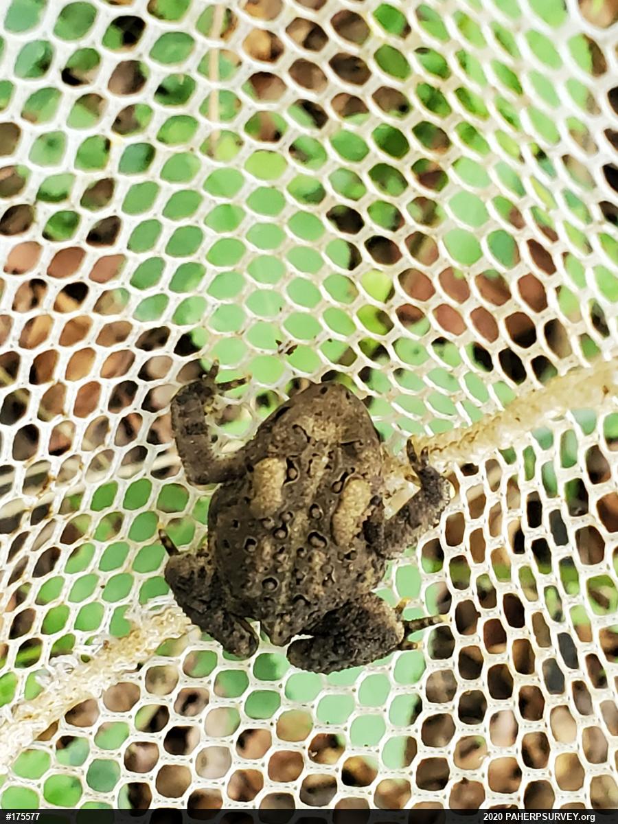 Eastern American Toad