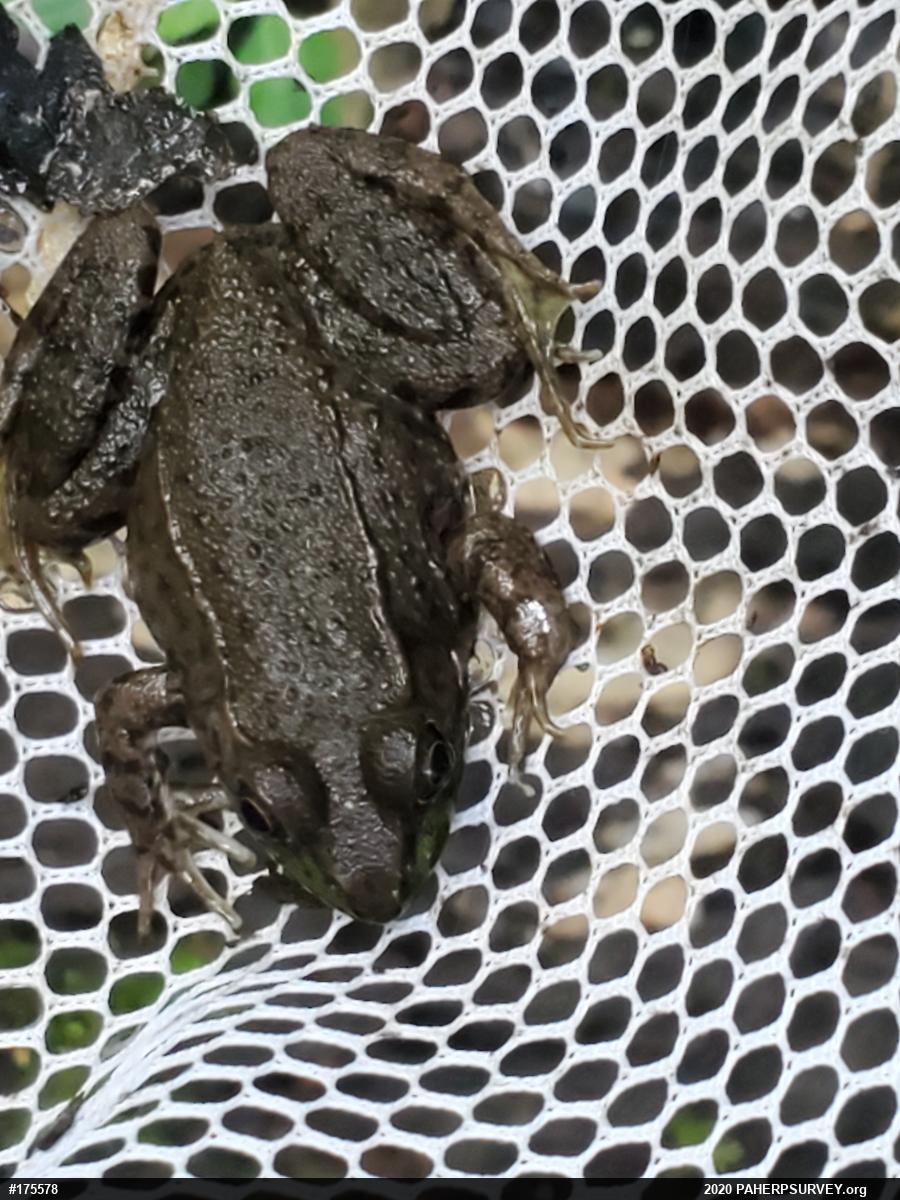 Green Frog