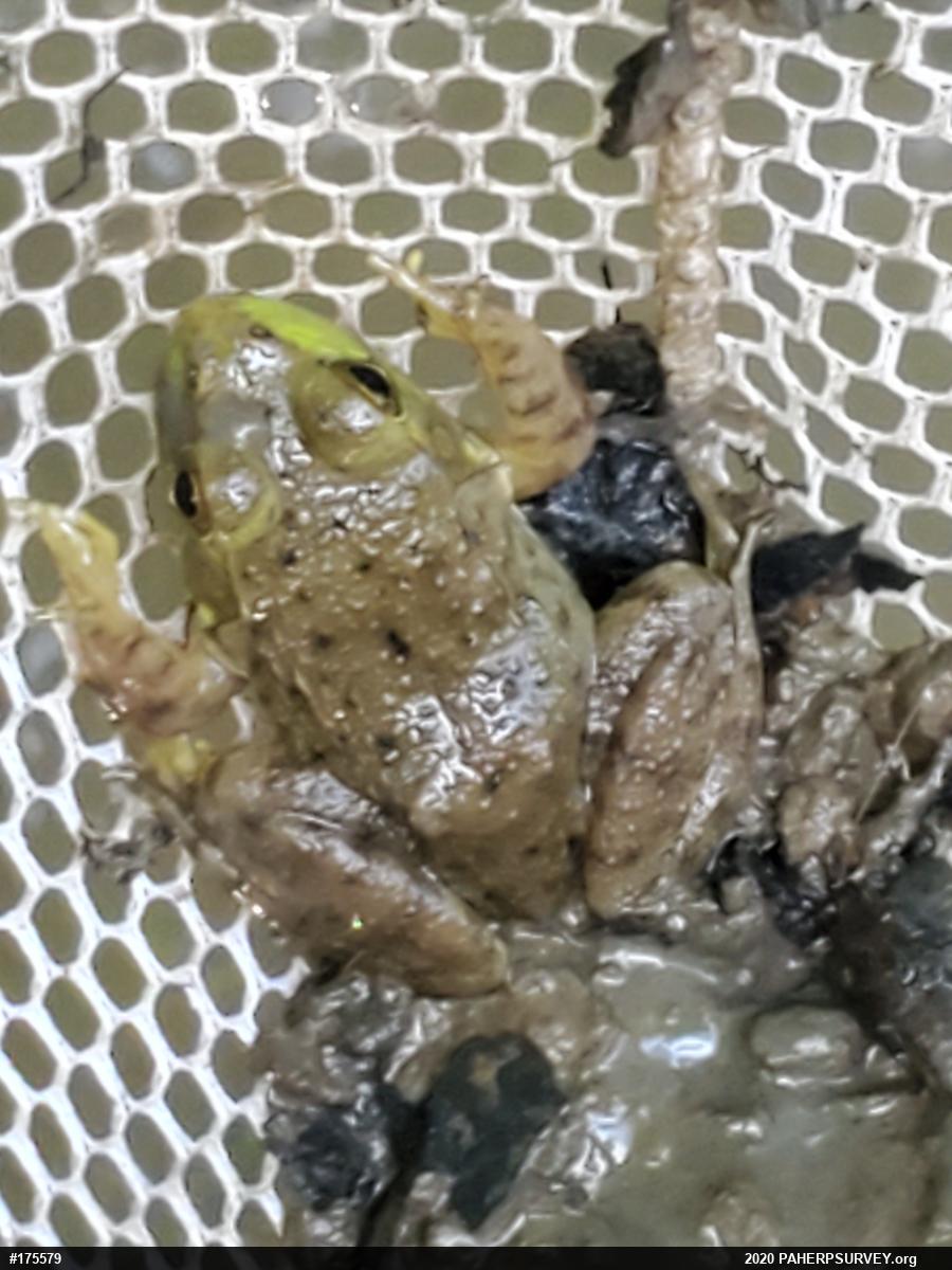 American Bullfrog
