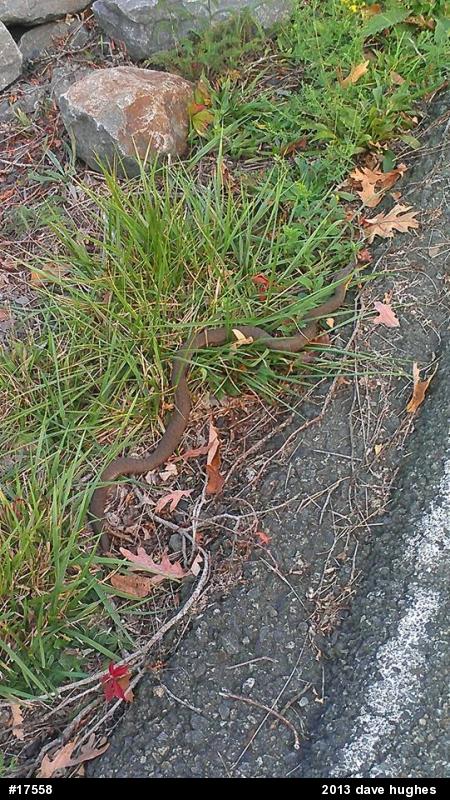 Northern Watersnake