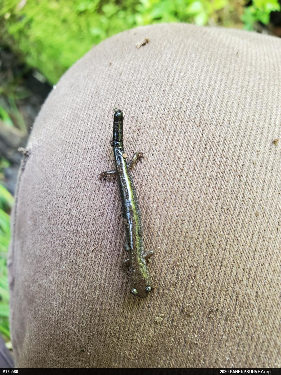 Eastern Red-backed  Salamander