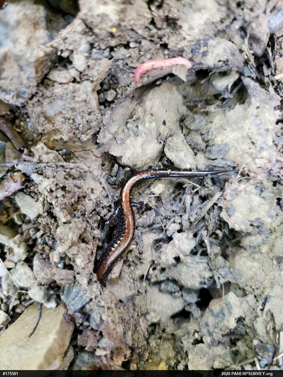 Eastern Red-backed  Salamander