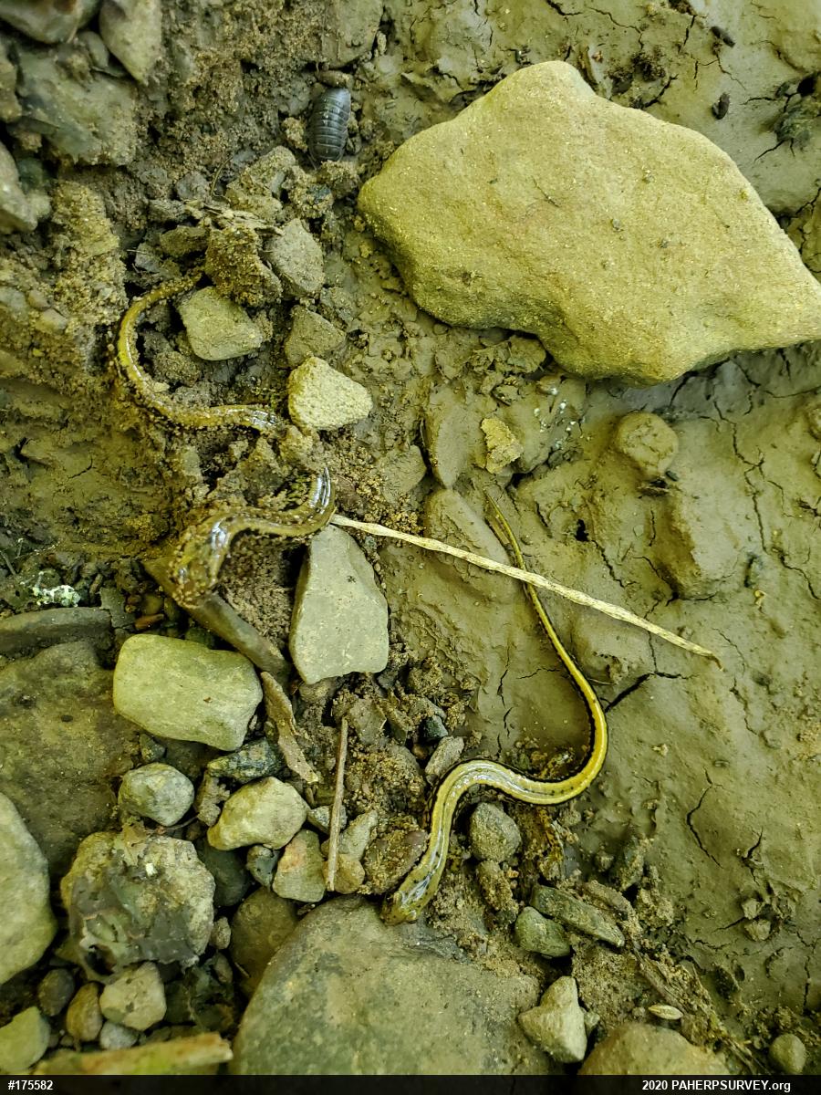 Northern Two-lined Salamander