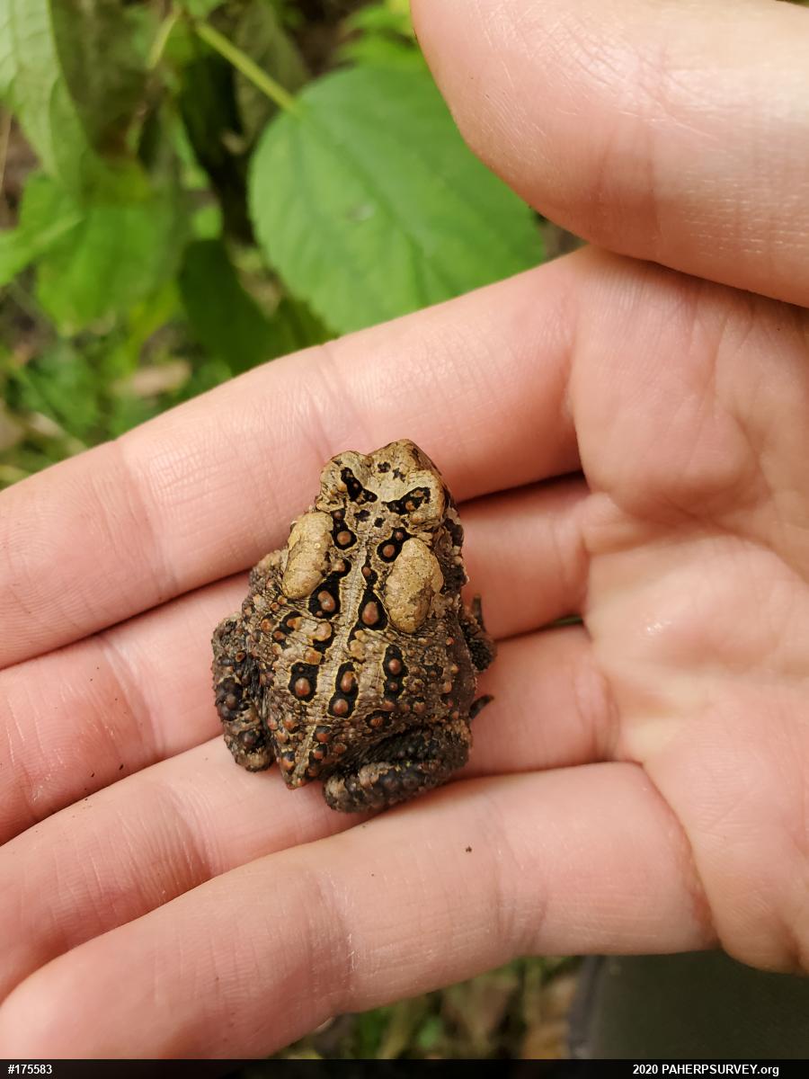 Eastern American Toad