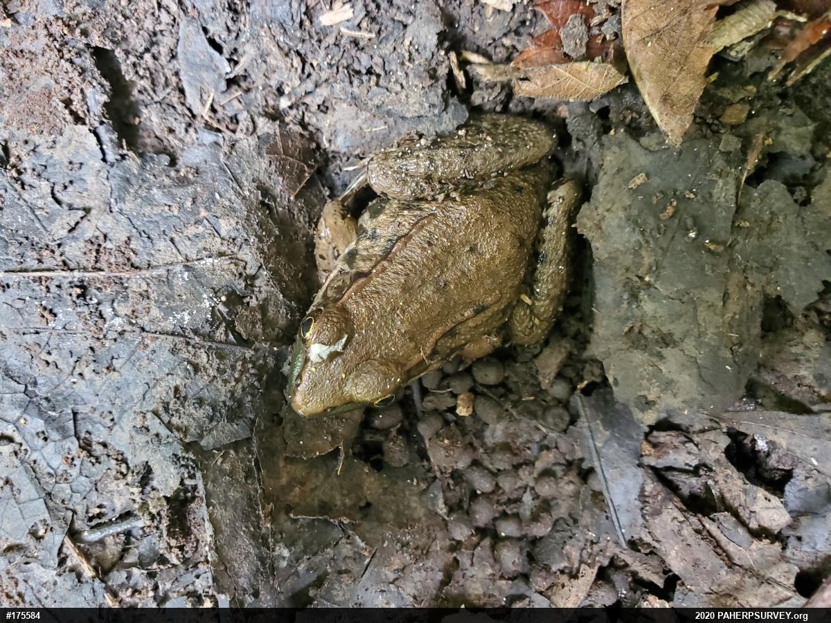 Green Frog