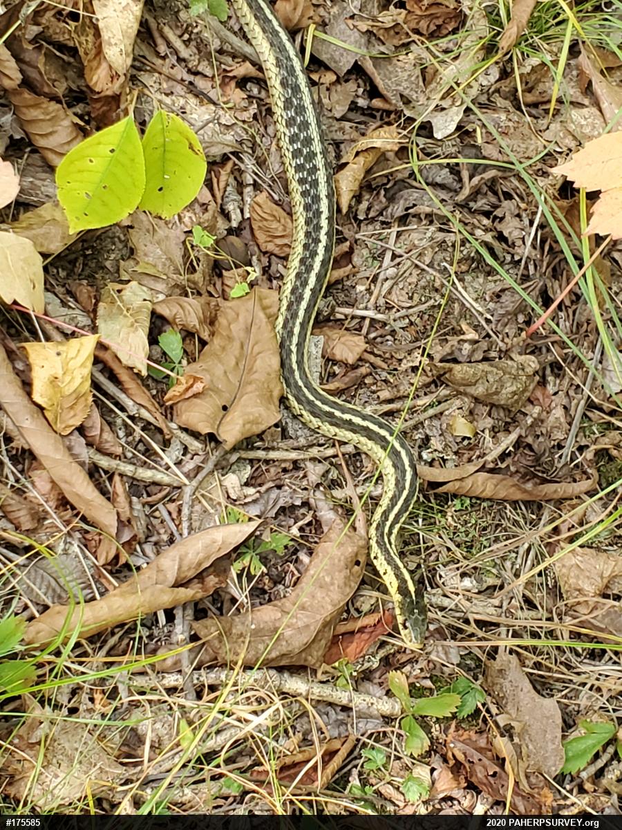 Eastern Gartersnake