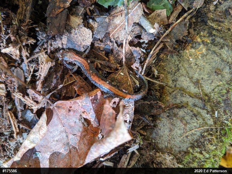 Eastern Red-backed  Salamander