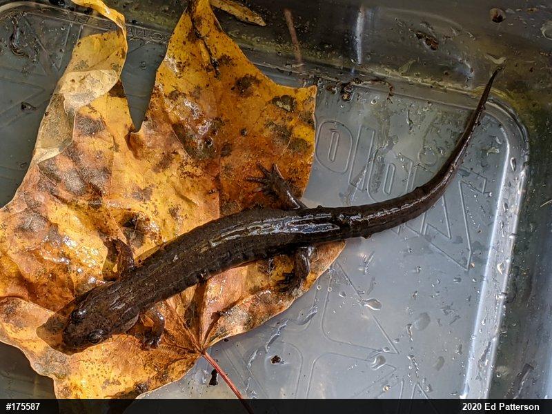 Northern Dusky Salamander
