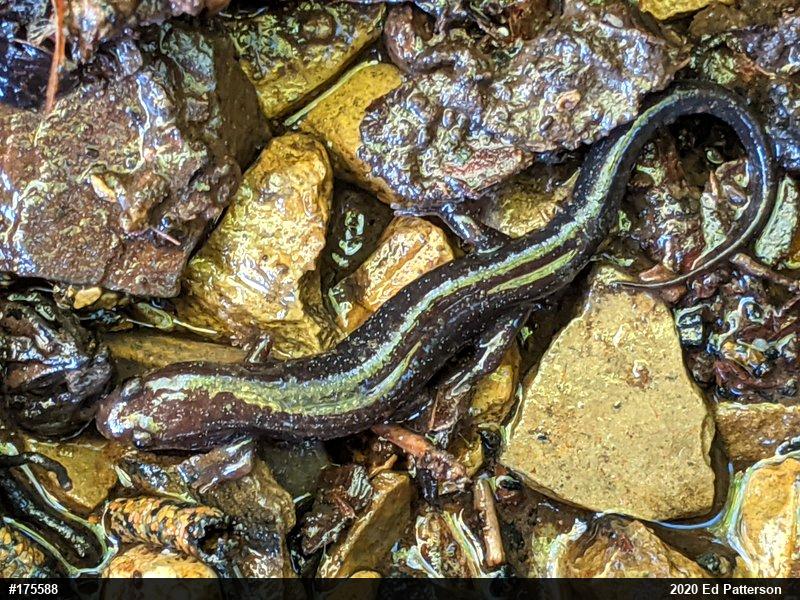 Allegheny Mountain Dusky Salamander