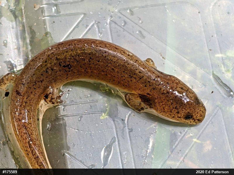 Northern Red Salamander