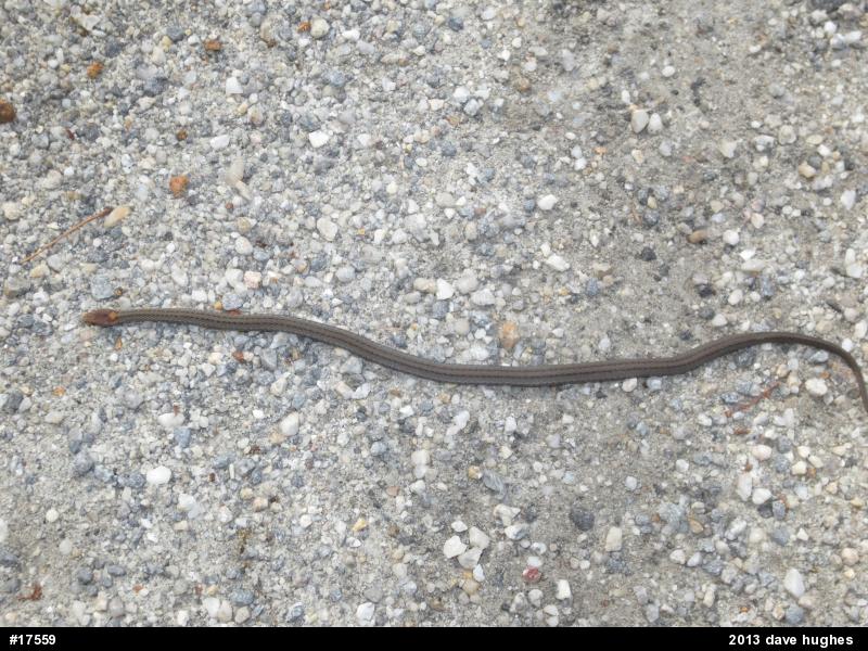 Red-bellied Snake