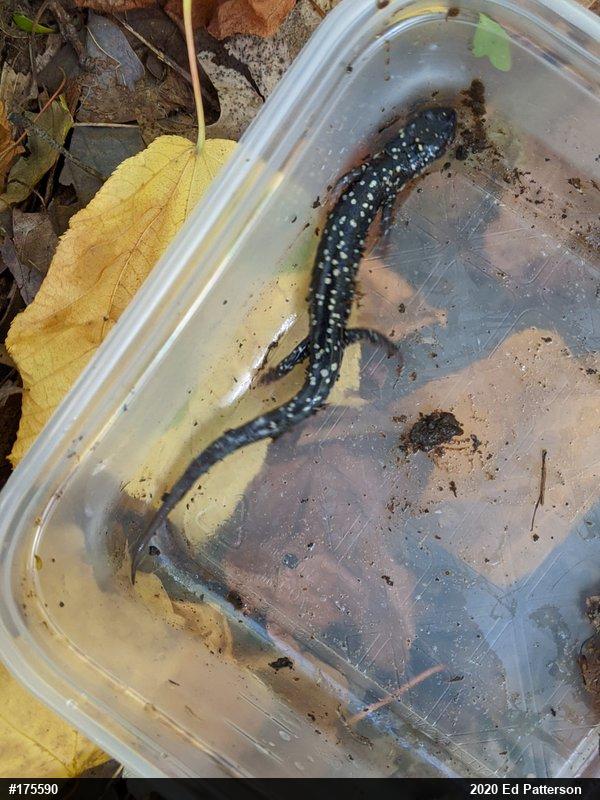 Northern Slimy Salamander