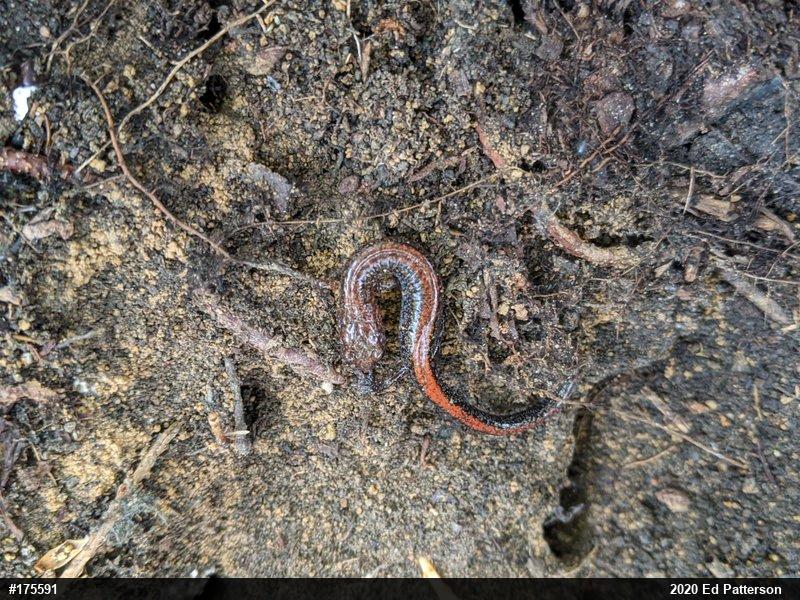 Eastern Red-backed  Salamander