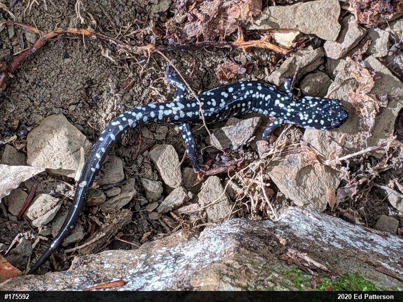 Northern Slimy Salamander