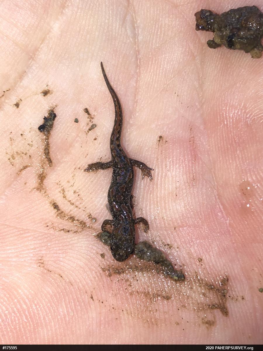 Northern Dusky Salamander