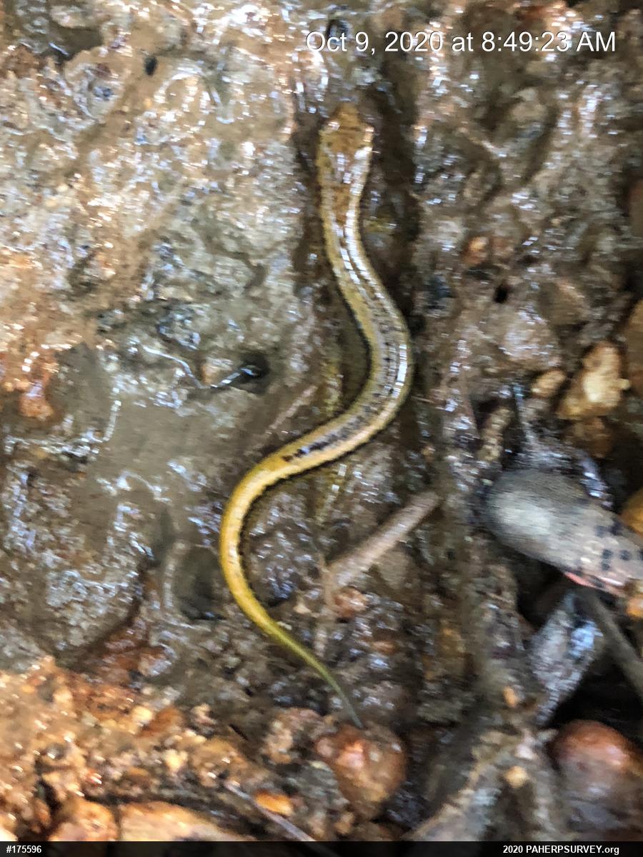 Northern Two-lined Salamander