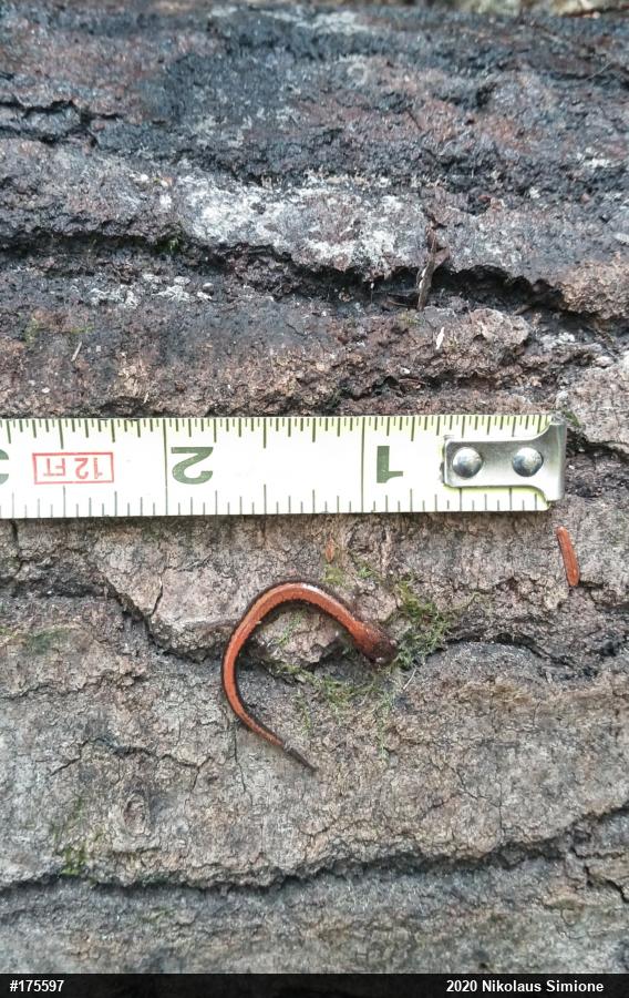 Eastern Red-backed  Salamander