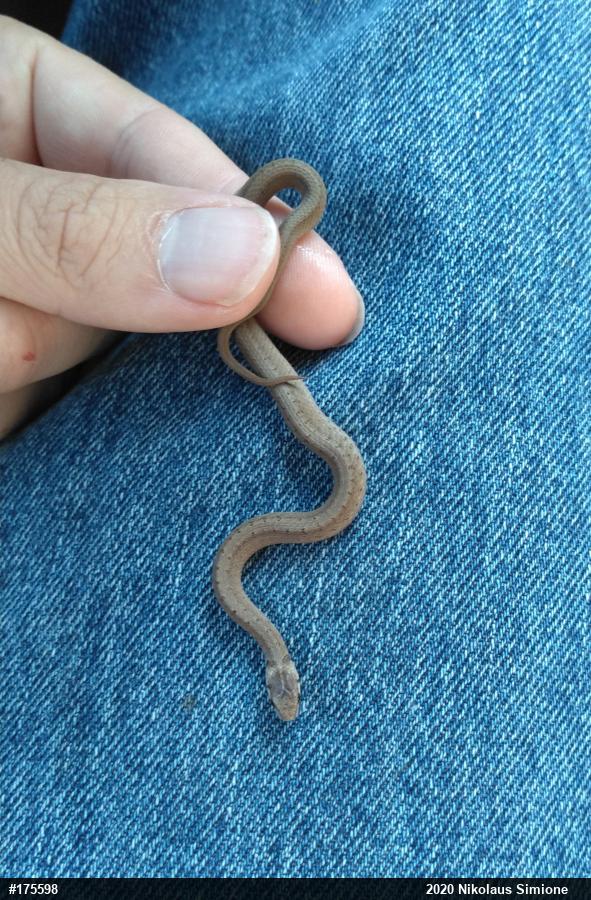 Dekay's Brownsnake