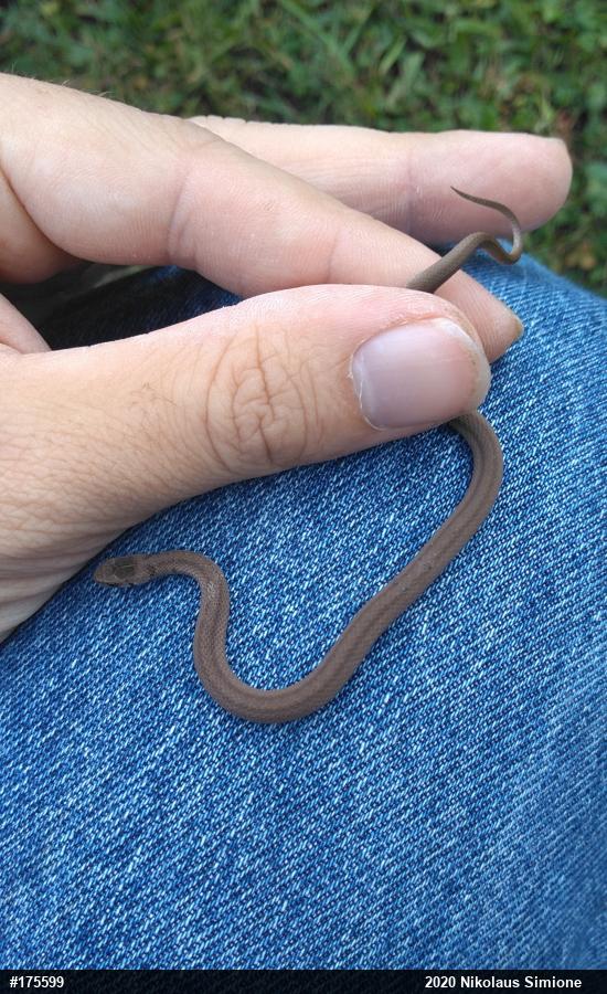 Dekay's Brownsnake