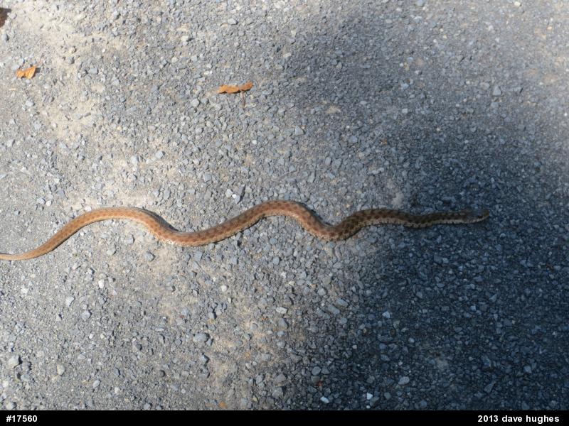 Eastern Gartersnake