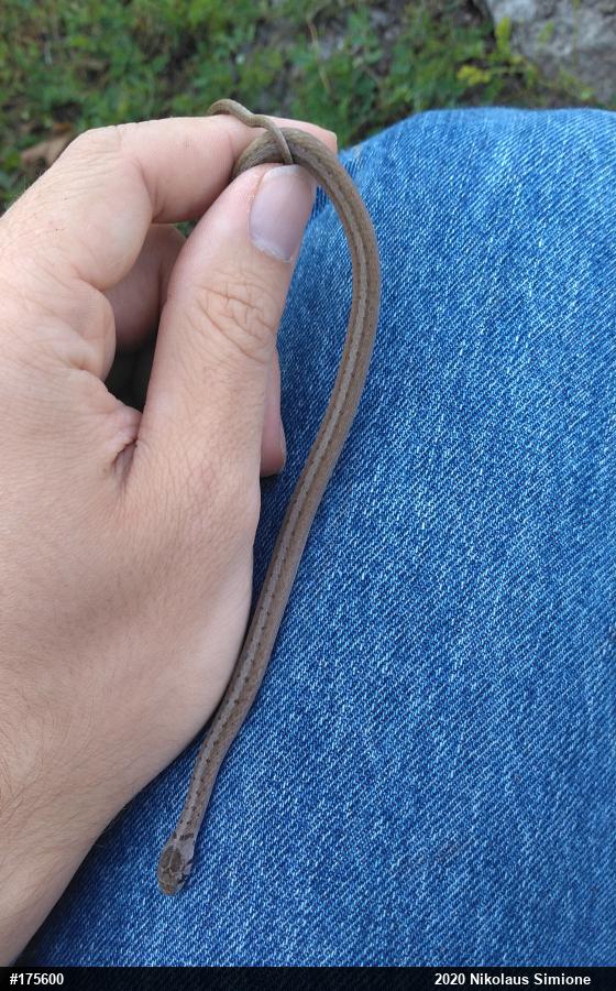 Dekay's Brownsnake