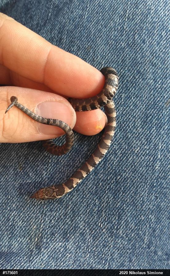 Northern Watersnake