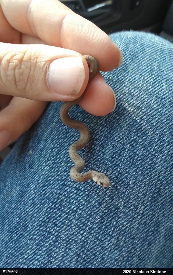 Dekay's Brownsnake