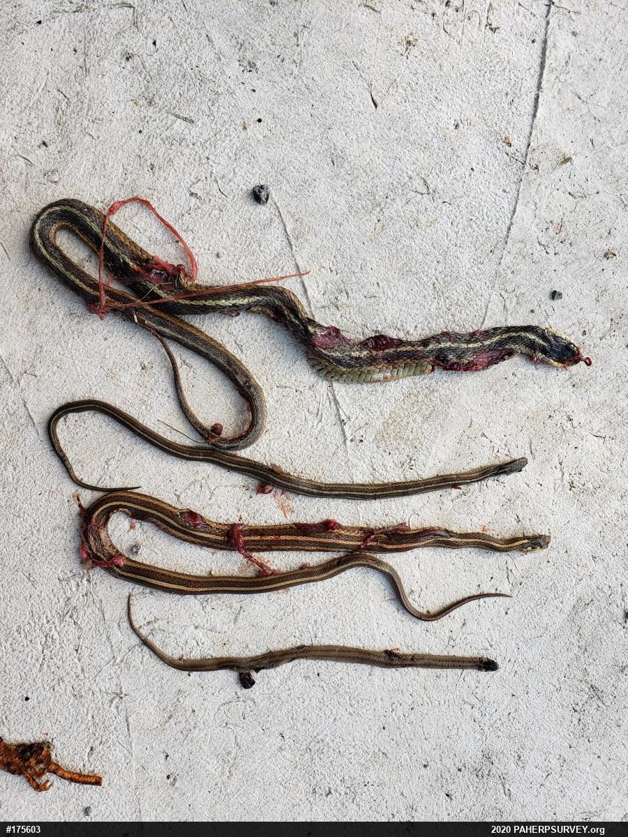 Eastern Gartersnake