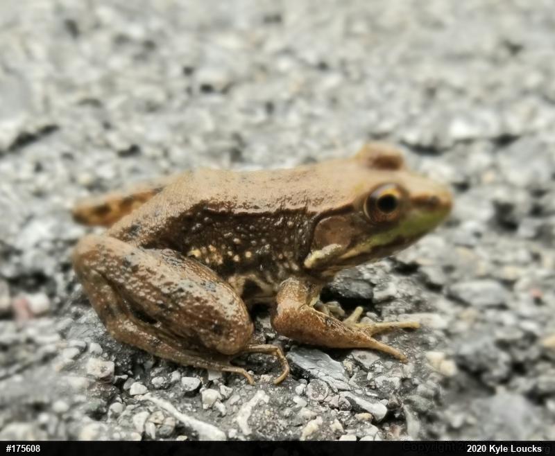 Green Frog