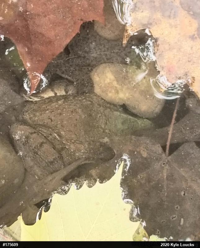 Green Frog