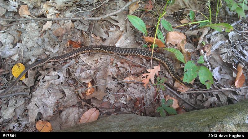 Eastern Gartersnake
