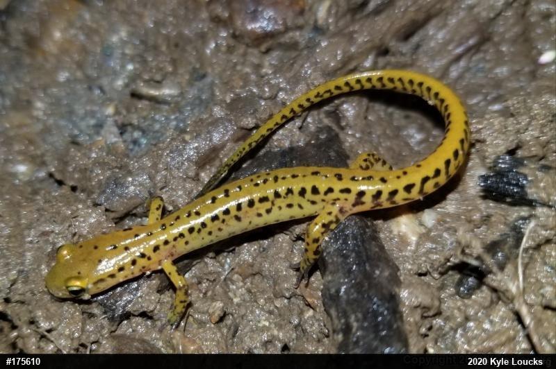 Eastern Long-tailed Salamander